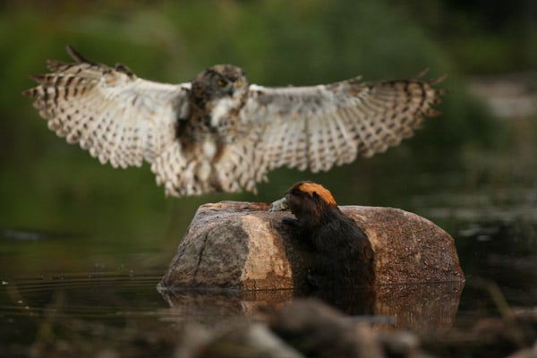 Mèche Blanche, les aventures du petit castor : Photo Philippe Calderon