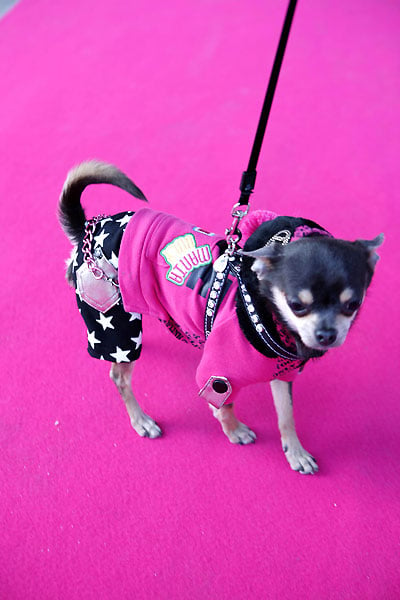 Le Chihuahua de Beverly Hills : Photo Raja Gosnell