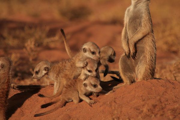 La Famille Suricate : Photo