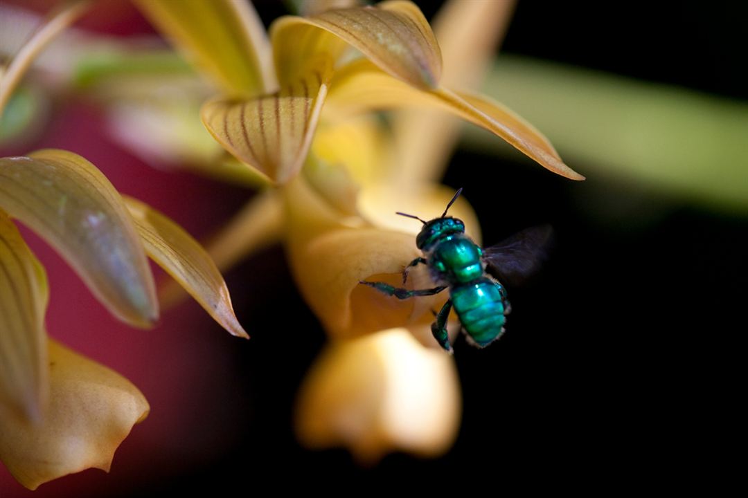 Pollen : Photo Louie Schwartzberg