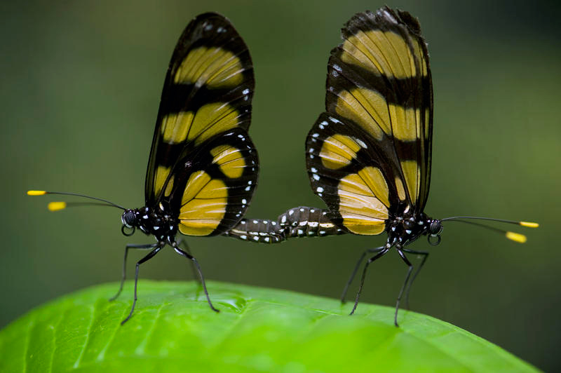 Pollen : Photo Louie Schwartzberg