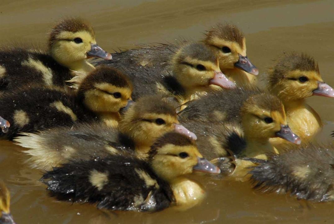 La Vie sauvage des animaux domestiques : Photo Dominique Garing, Frédéric Goupil