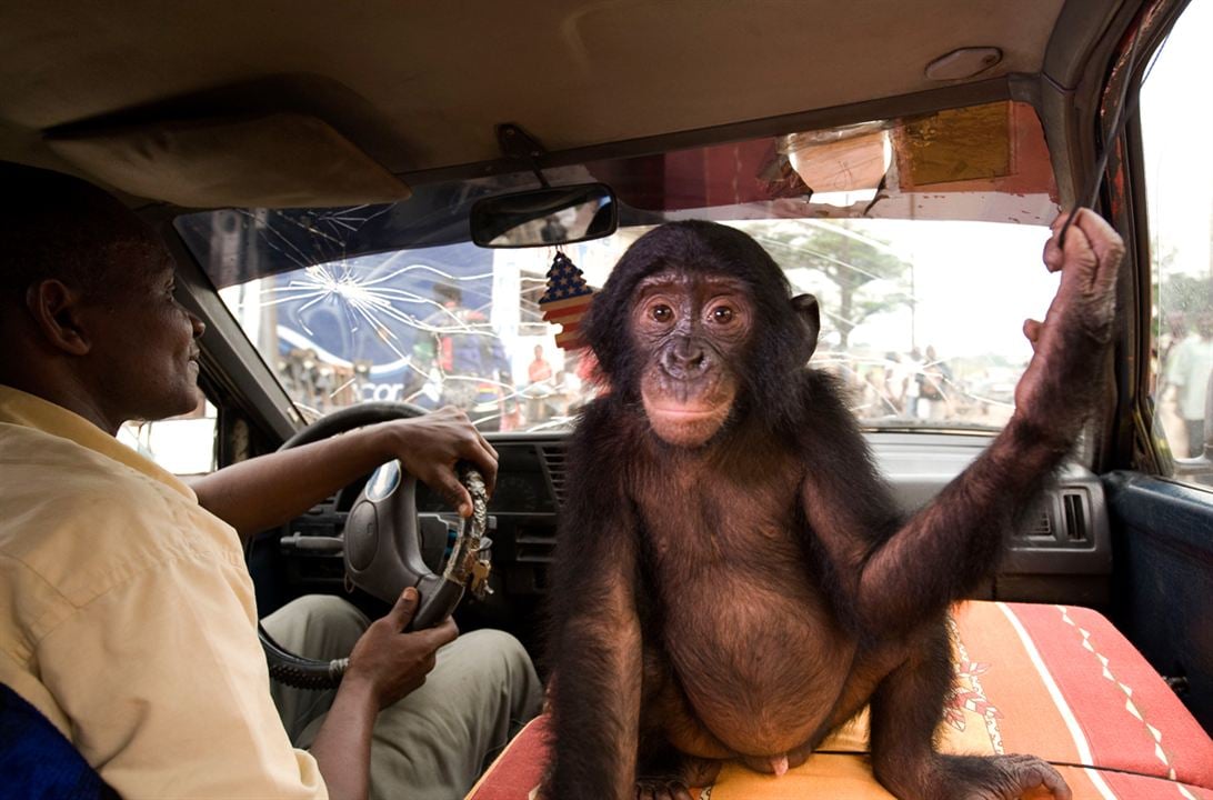 Bonobos : Photo Alain Tixier