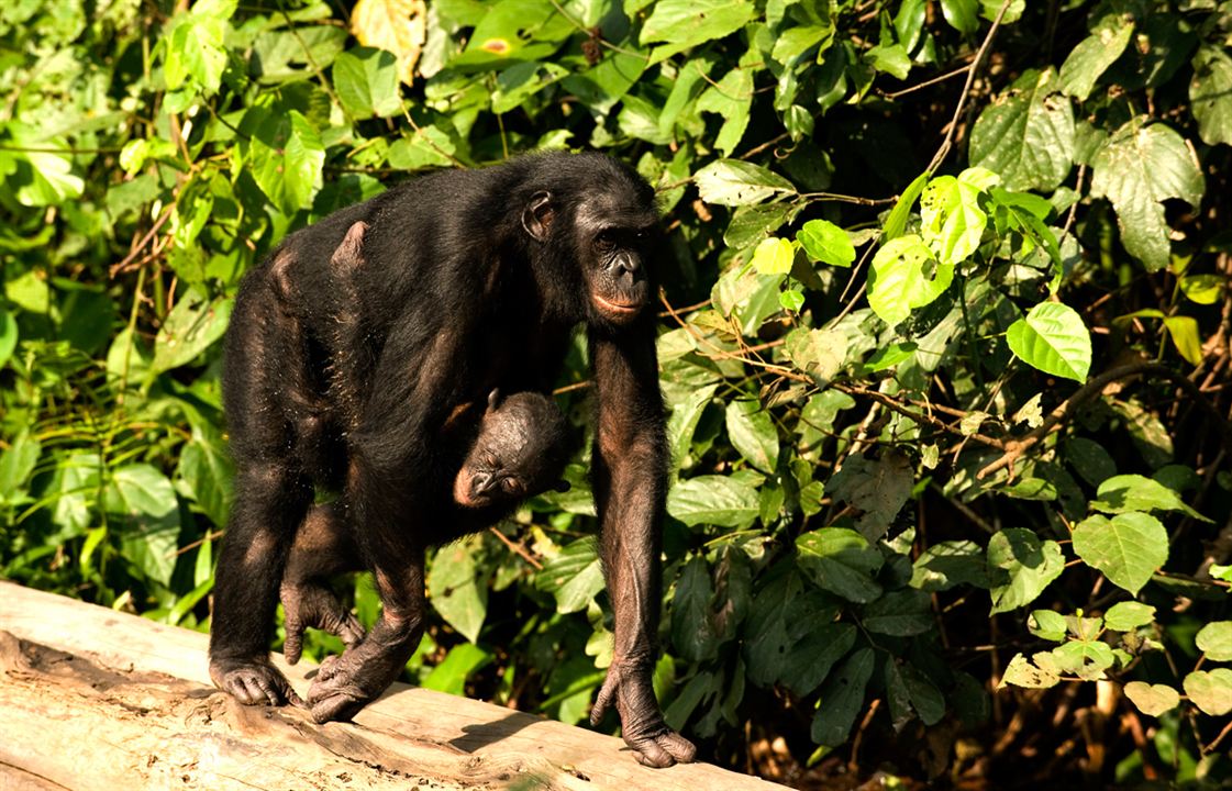 Bonobos : Photo Alain Tixier