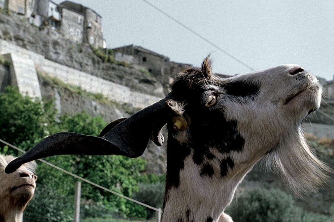 Le Quattro Volte : Photo Michelangelo Frammartino