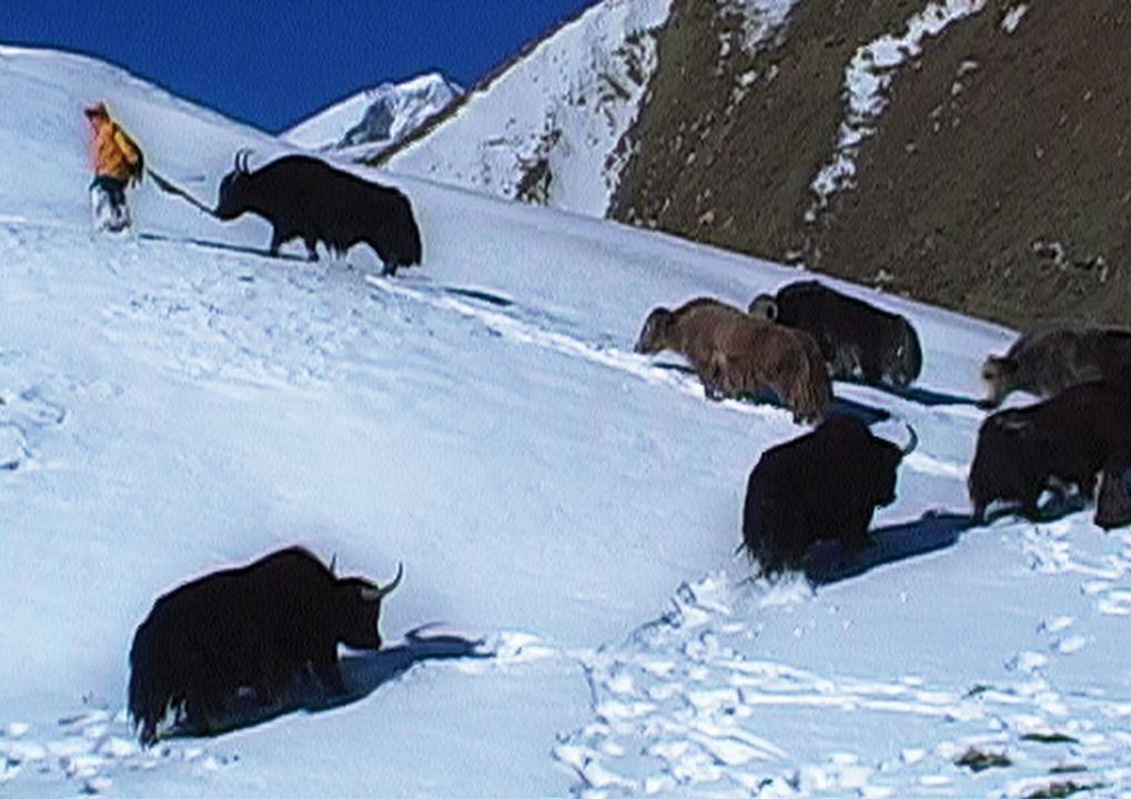 La Traversée du Zanskar : Photo