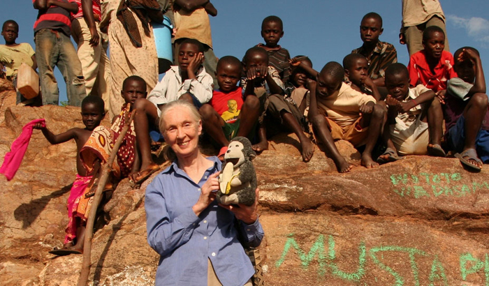 Jane Goodall : retour à Gombe : Photo