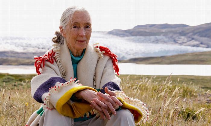 Jane Goodall : retour à Gombe : Photo