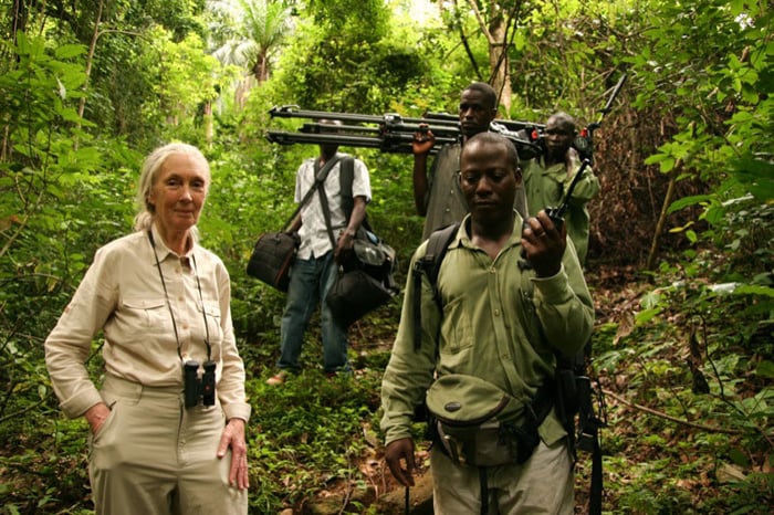 Jane Goodall : retour à Gombe : Photo