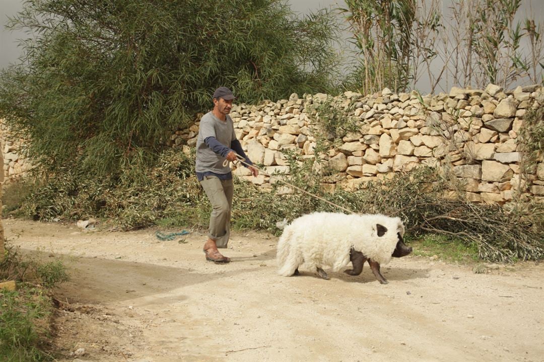 Le cochon de Gaza : Photo