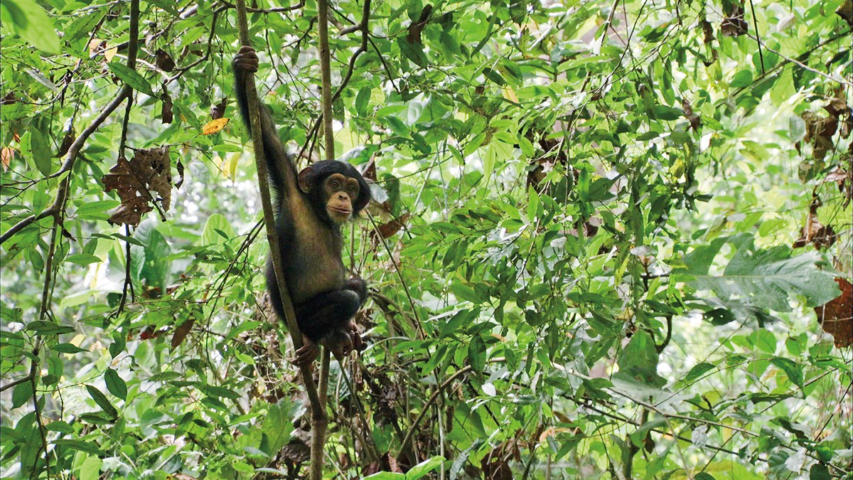 Chimpanzés : Photo Mark Linfield, Alastair Fothergill