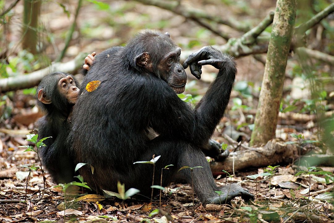 Chimpanzés : Photo