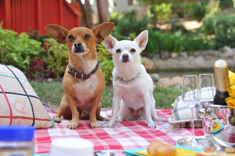 Le Chihuahua de Beverly Hills 3 : Viva La Fiesta ! : Photo