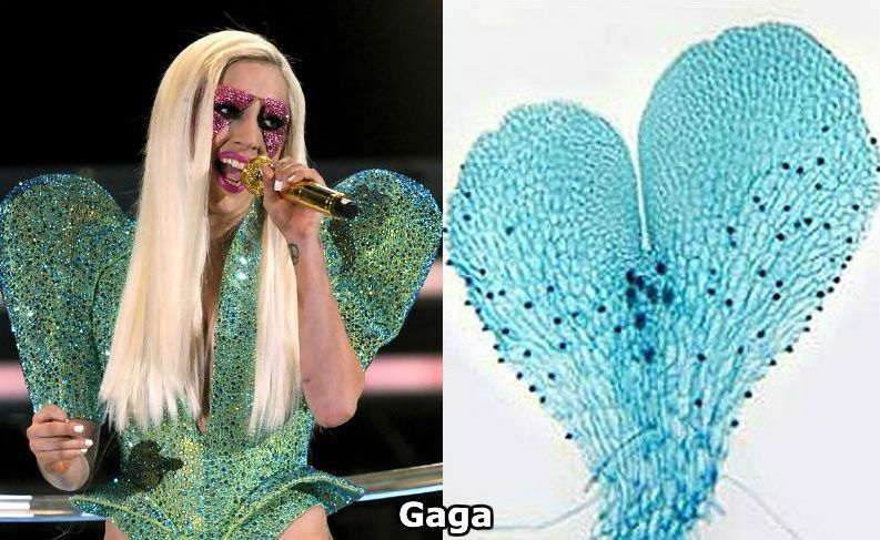 Lady Gaga