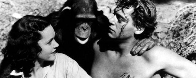 Cheeta L Indefectible Chimpanze Compagnon De Route De Tarzan Allocine
