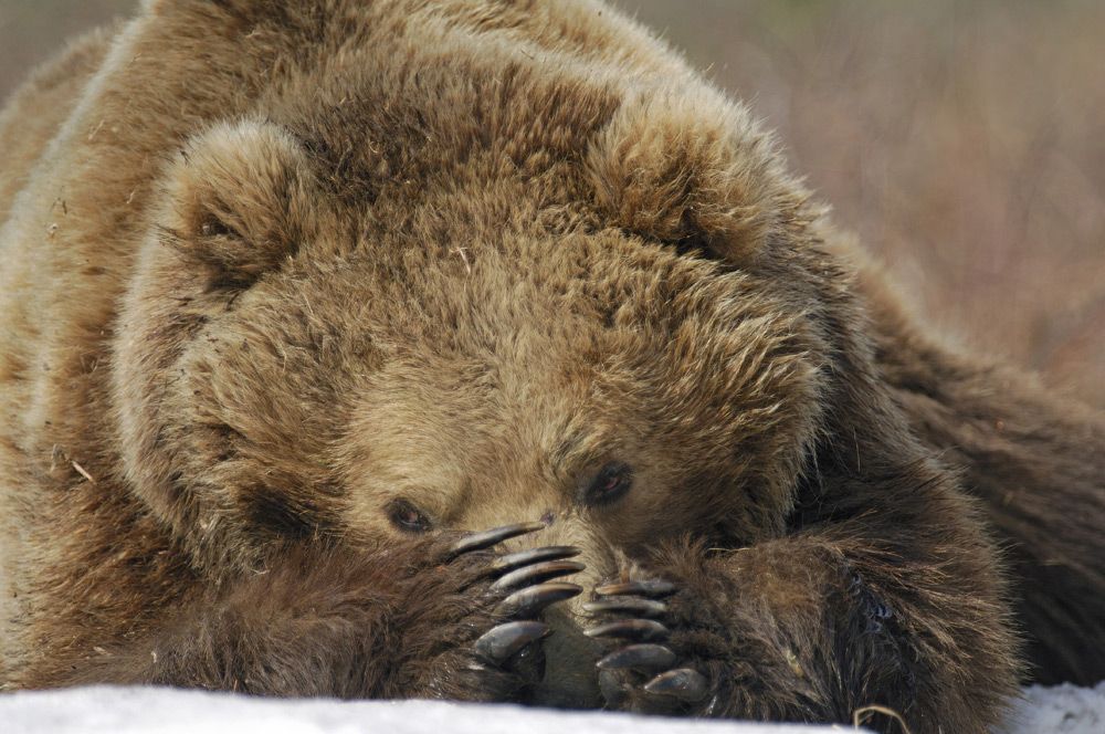 Terre des Ours : Photo