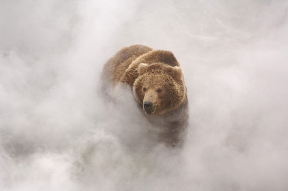 Terre des Ours : Photo
