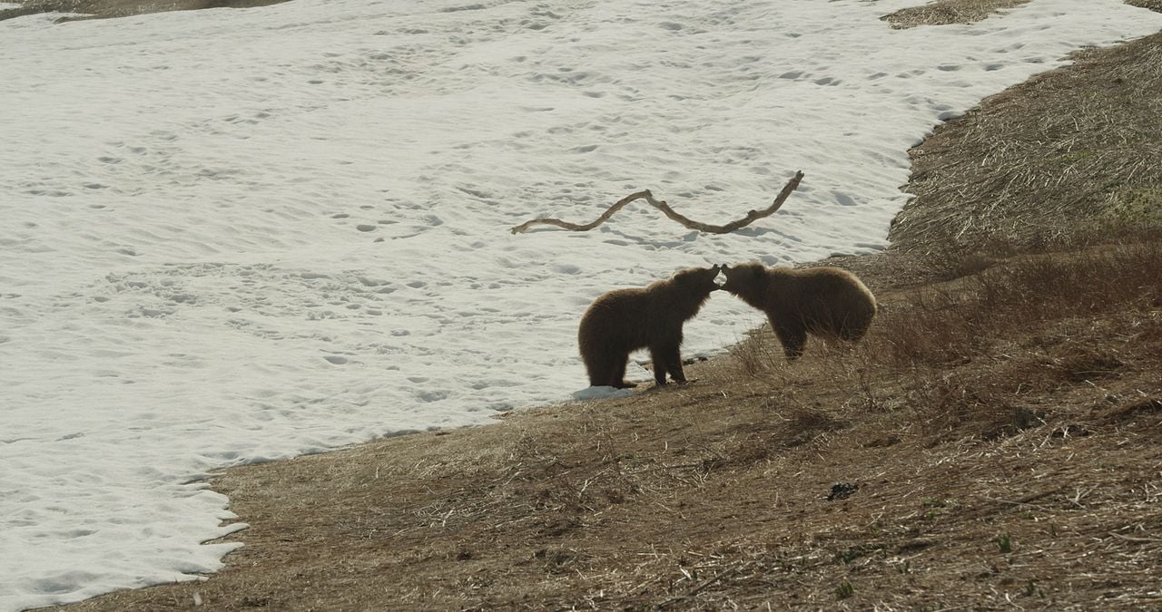 Terre des Ours : Photo