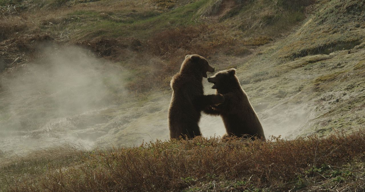 Terre des Ours : Photo