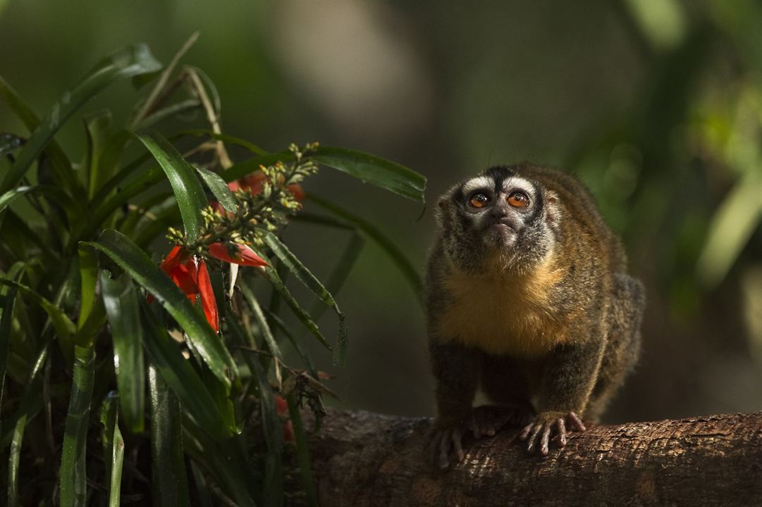 Amazônia : Photo