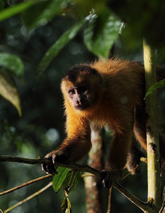 Amazônia : Photo