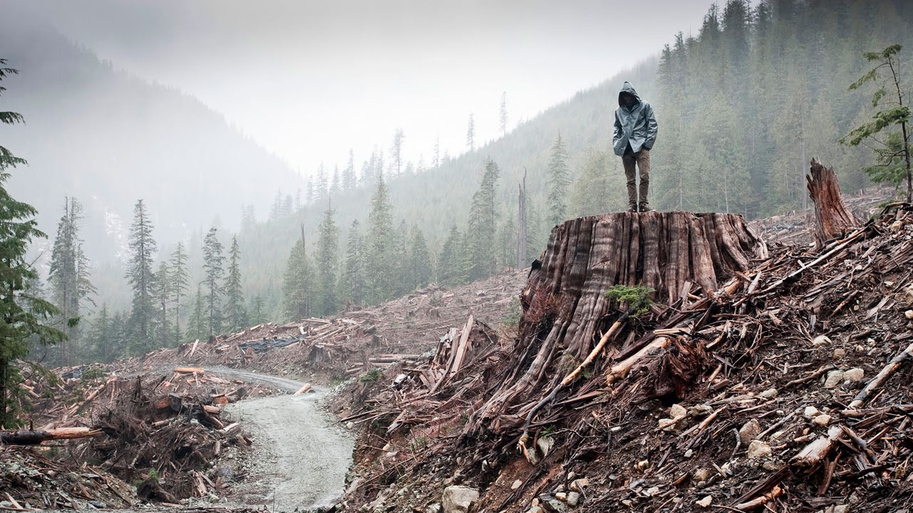 If a Tree Falls : A Story of the Earth Liberation Front : Photo