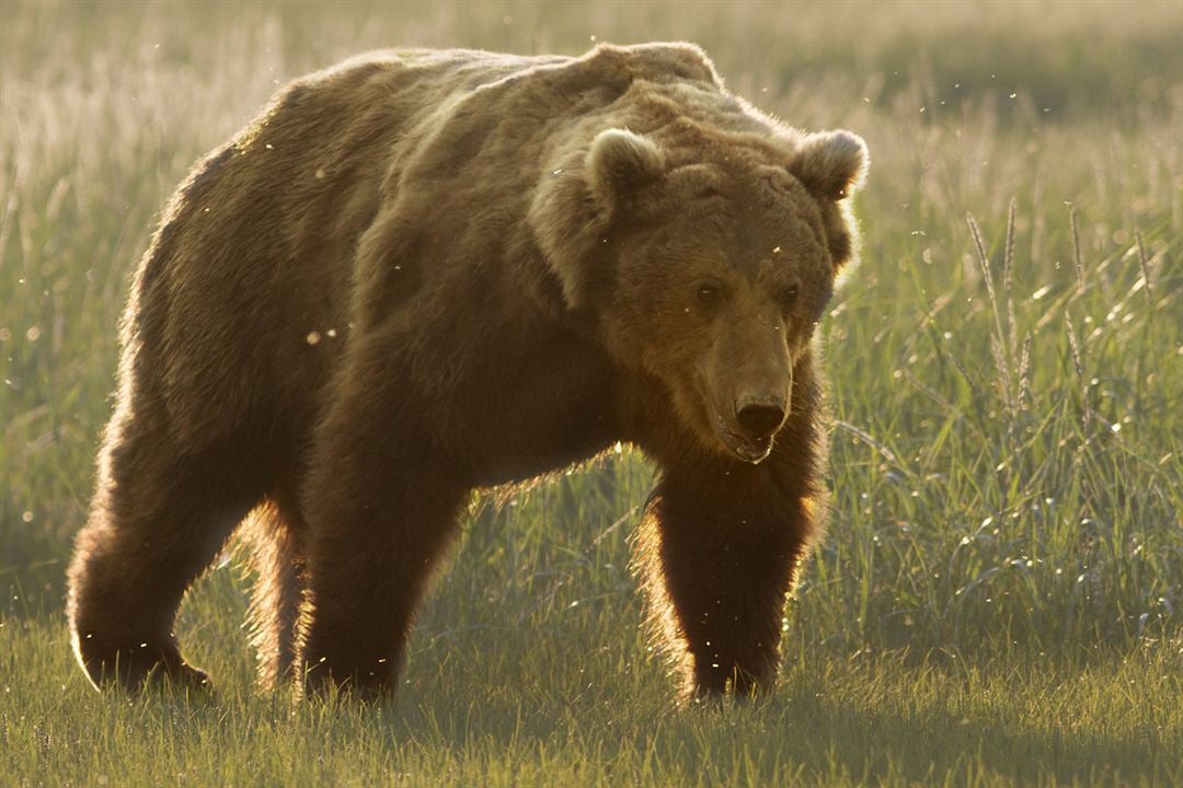 Grizzly : Photo