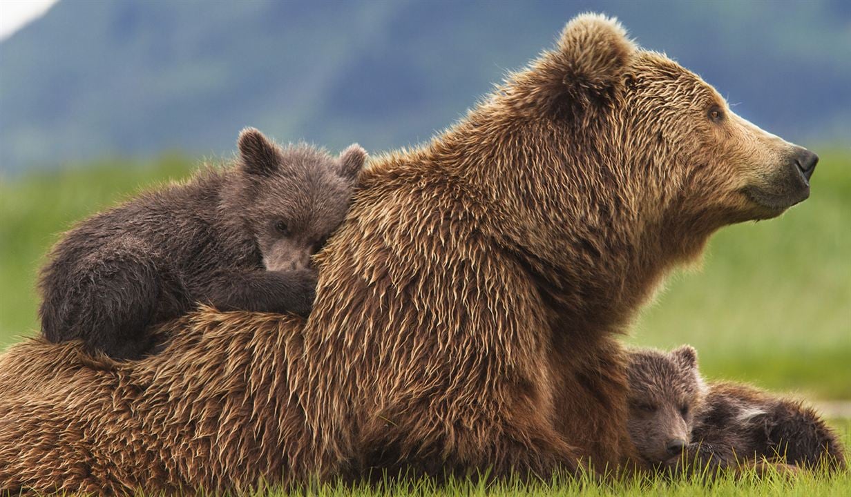 Grizzly : Photo