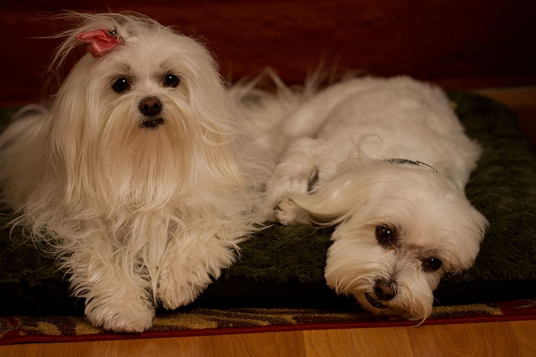 Les 3 chiens Mousquetaires : Photo