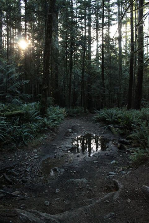 Au cœur de la forêt du Sasquatch : Photo