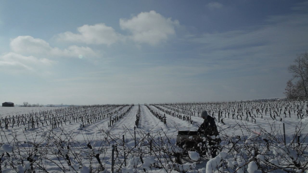 Vendanges : Photo