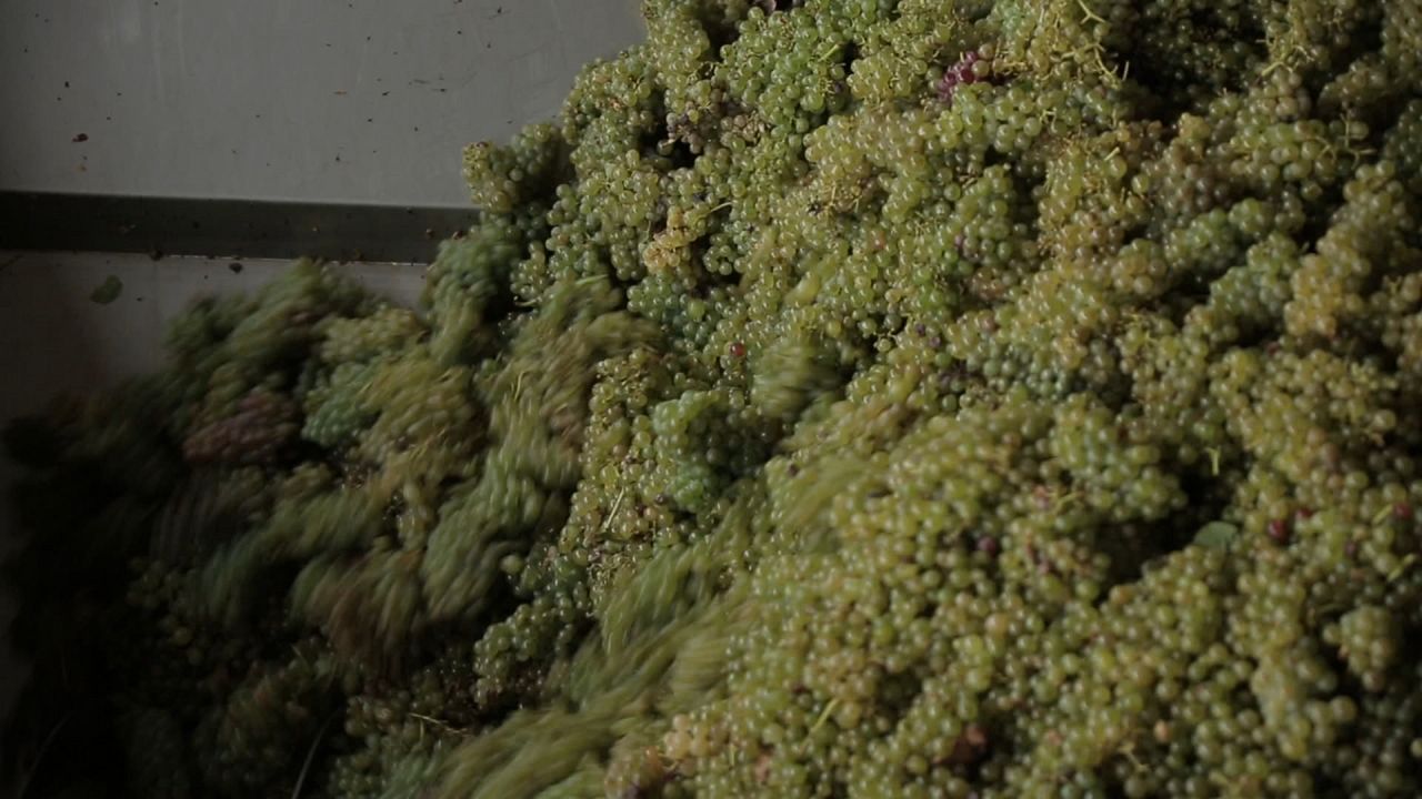 Vendanges : Photo