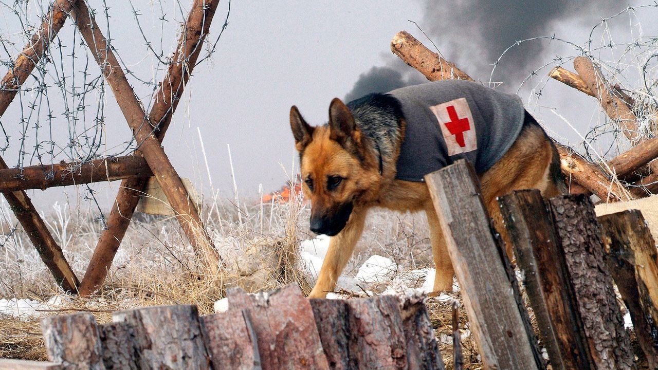 Rintintin : Photo