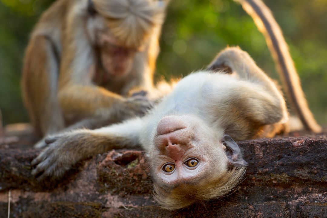 Au Royaume des Singes : Photo