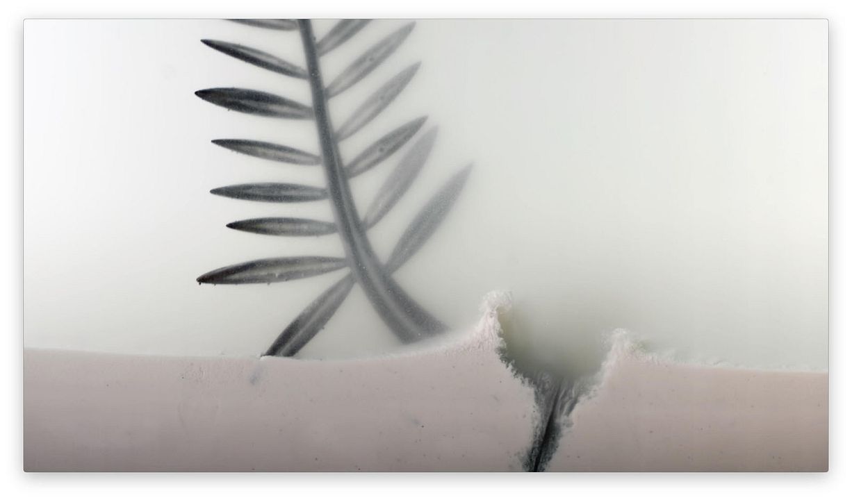 La Légende de la Palme d’or : Photo