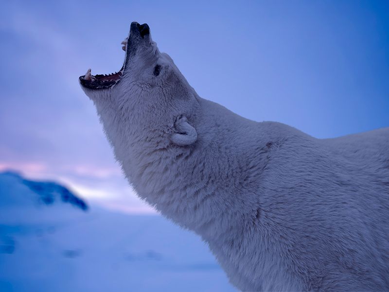 Opération Arctique : Photo