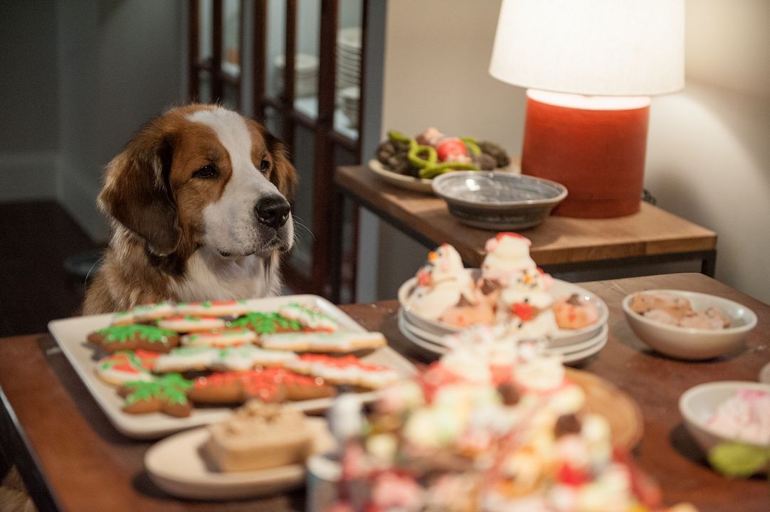 Noël chez les Cooper : Photo