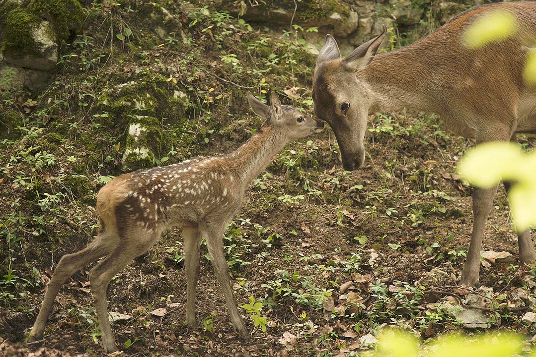 Les Saisons : Photo