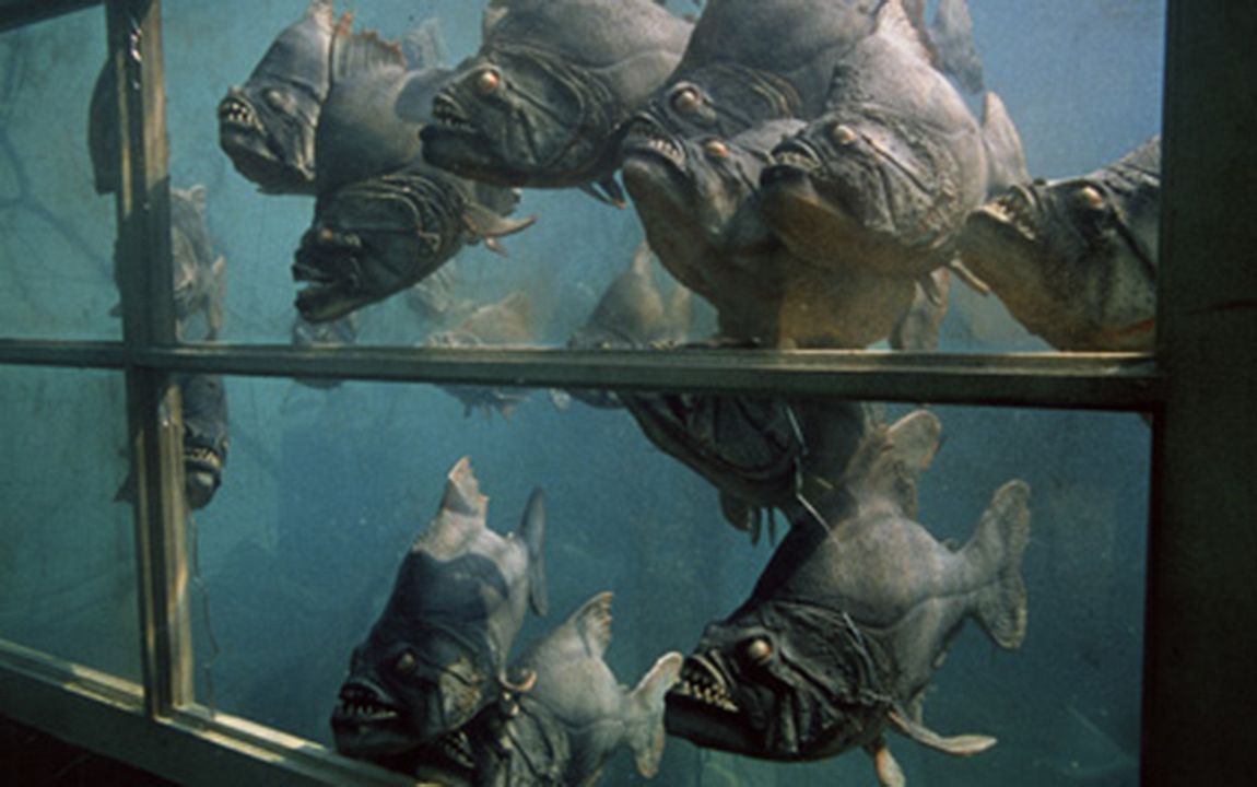 Piranhas : Photo