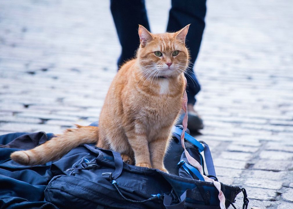 Un chat pour la vie : Photo