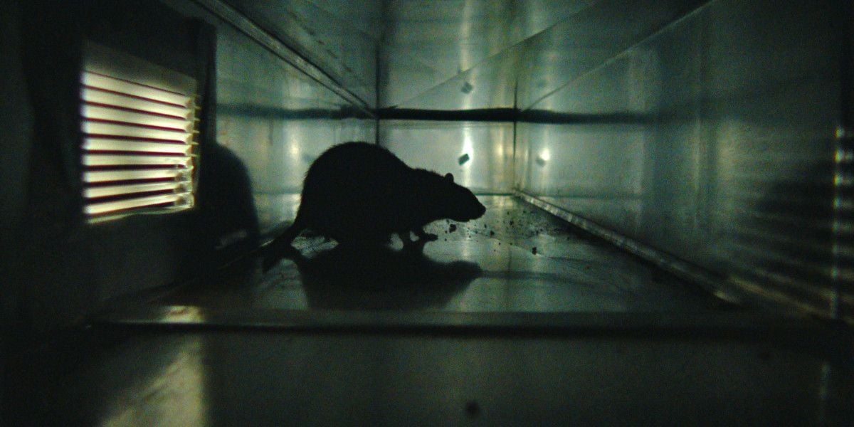 Rats : Photo