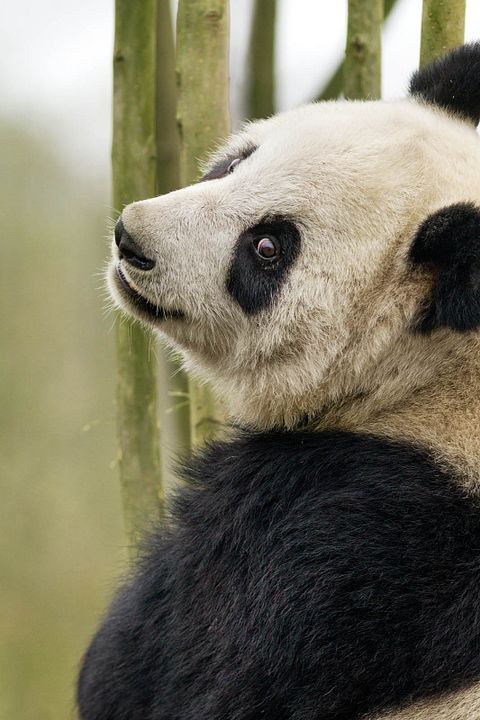 Nés en Chine : Photo