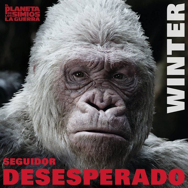 La Planète des Singes - Suprématie : Photo promotionnelle