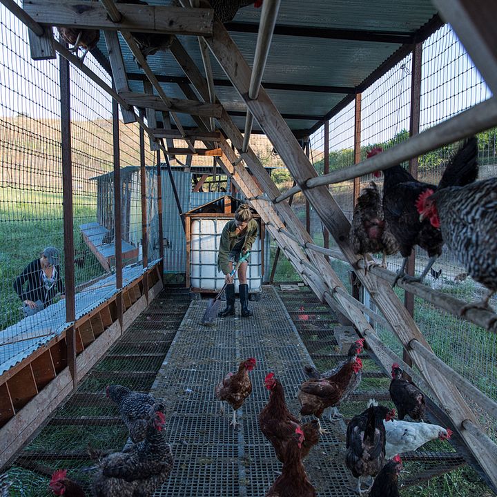 Tout est possible (The biggest little farm) : Photo