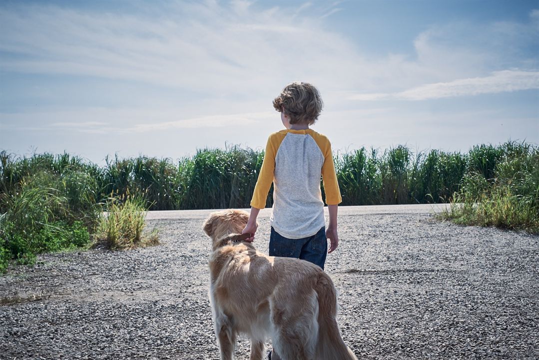 Dans les hautes herbes : Photo