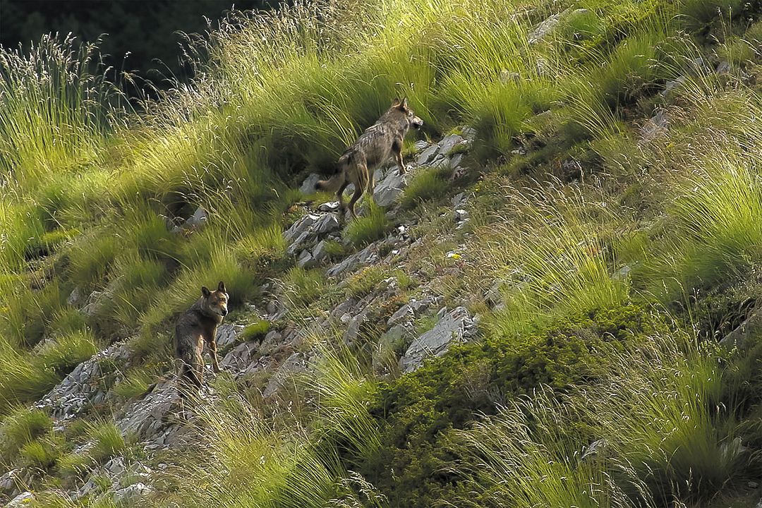 Marche avec les loups : Photo