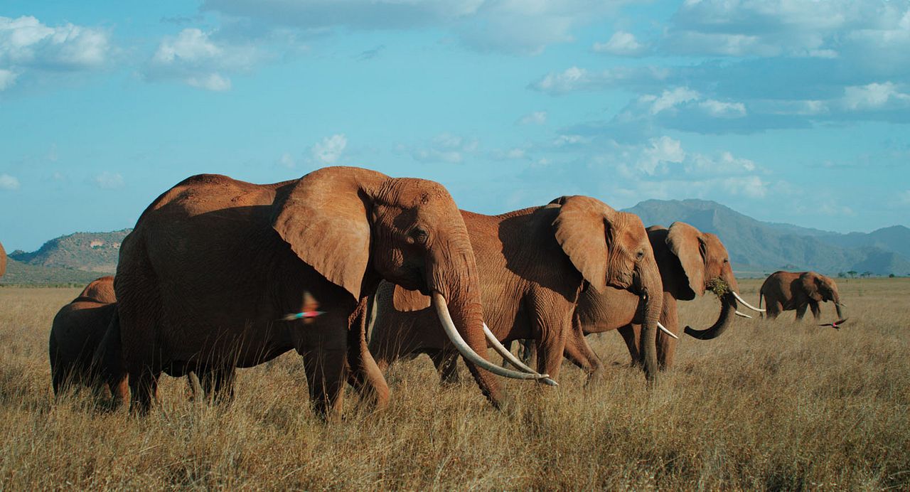 The Elephant Queen : Photo