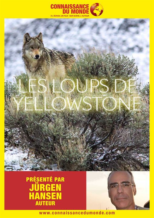 Connaissance du monde : Les Loups de Yellowstone : Affiche
