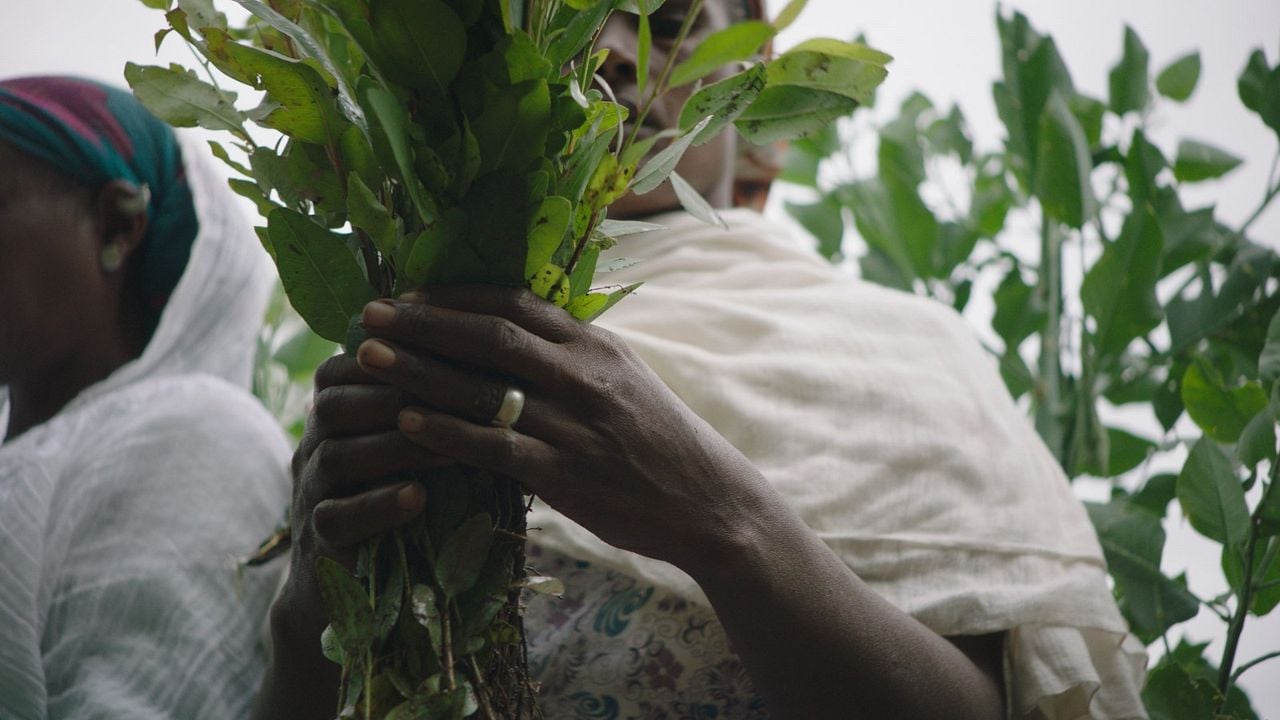 Photo du film The Great Green Wall Photo 14 sur 17 AlloCiné