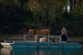 First Cow : Photo